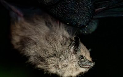 La Ruta de las Alas, un hito en la conservación de murciélagos en América Latina