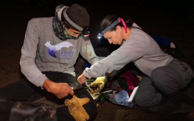 Bat Conservation International