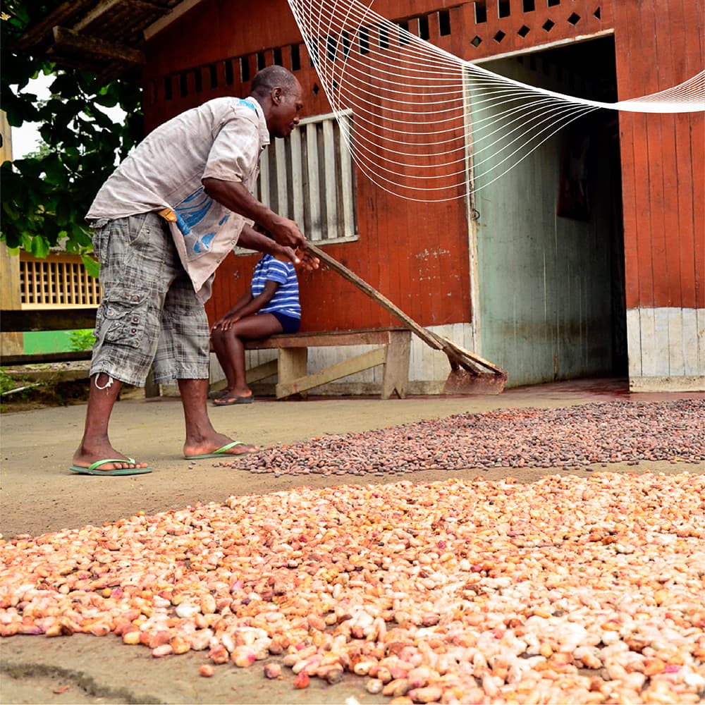 Agricultor secando granos de cacao al sol en comunidad rural colombiana, en el marco del proyecto AGROEMPRENDE CACAO de créditos de carbono con enfoque SbN.