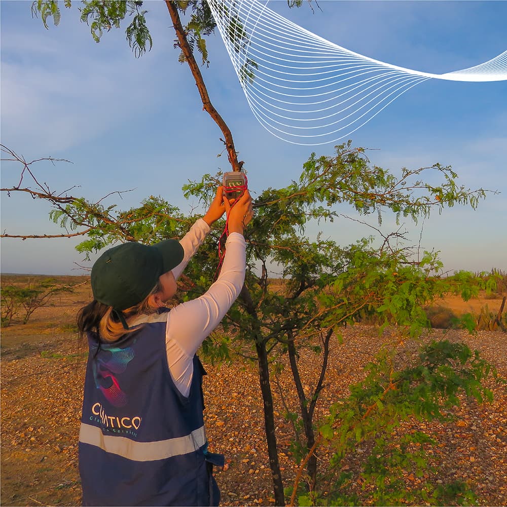 Investigadora de Cuántico instalando detector acústico en árbol de bosque seco tropical para monitoreo de quirópteros en zona de desarrollo eólico en Uribia, La Guajira, Colombia.