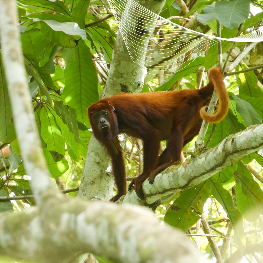 Mono aullador rojo (Alouatta seniculus) desplazándose entre ramas en bosque del área de influencia del Proyecto Minero La Esmeralda, Córdoba, Colombia.