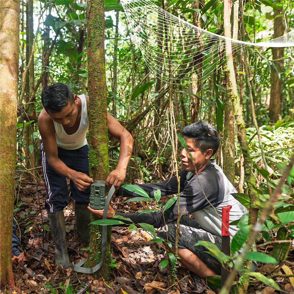 Miembros de comunidad indígena instalando cámara trampa en árbol de bosque amazónico durante monitoreo comunitario de biodiversidad en proyecto REDD+, Colombia.