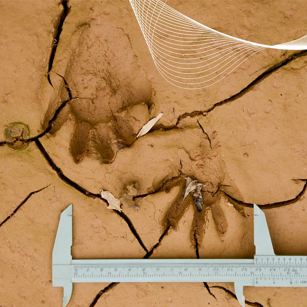 Huellas de mamífero silvestre en barro siendo medidas con calibrador durante monitoreo de fauna en el lote Tulio Ospina, Antioquia, Colombia.