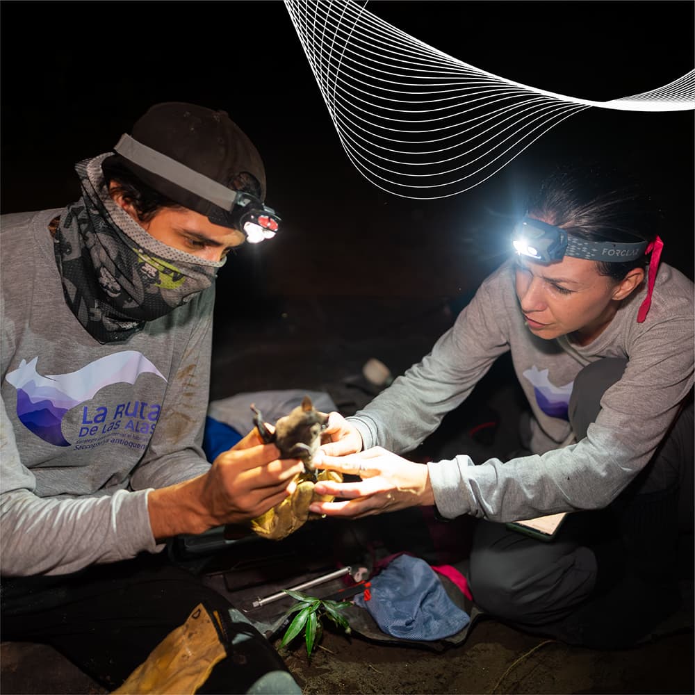 Dos investigadores manipulando un murciélago durante trabajo de campo nocturno en el Corredor Kárstico del Oriente Antioqueño, Colombia.