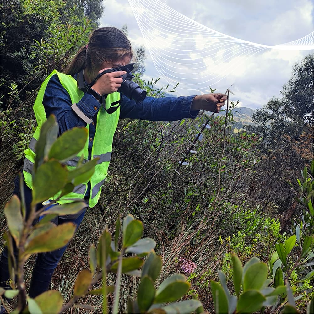 Investigadora de Cuántico fotografiando flora en ecosistema de subpáramo durante caracterización biológica en área de influencia minera en Guachetá, Cundinamarca, Colombia.