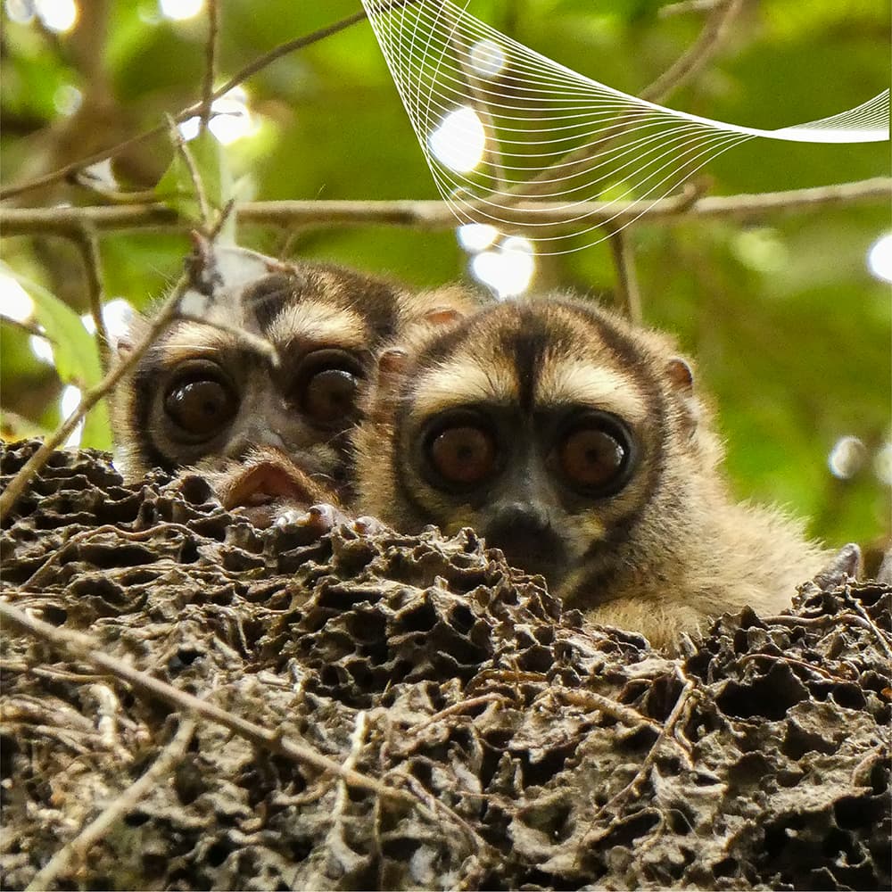 Dos individuos de mico nocturno (Aotus griseimembra) asomados sobre un nido de termitas en el bosque del área de influencia de Cerro Matoso, Córdoba, Colombia.