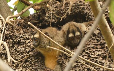 Primates en un paisaje fragmentado